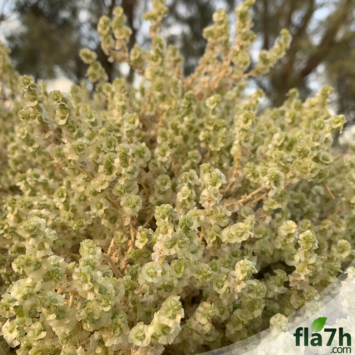 بذور عشبة القضقاض - 40 بذرة - Halothamnus iraqensis