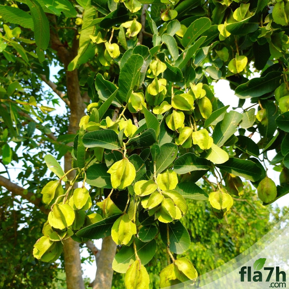 بذور شجرة ترمناليا أرجونا - Terminalia arjuna