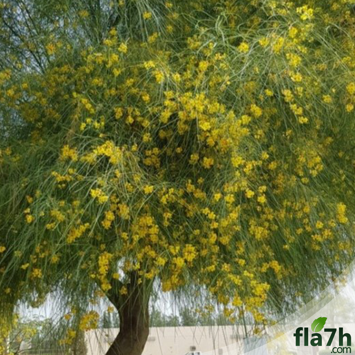 شجرة باركنسونيا