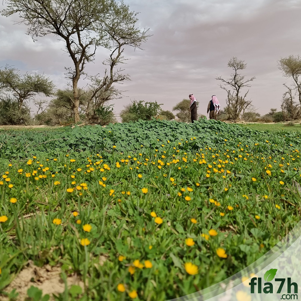 وصف نبات الحنوة