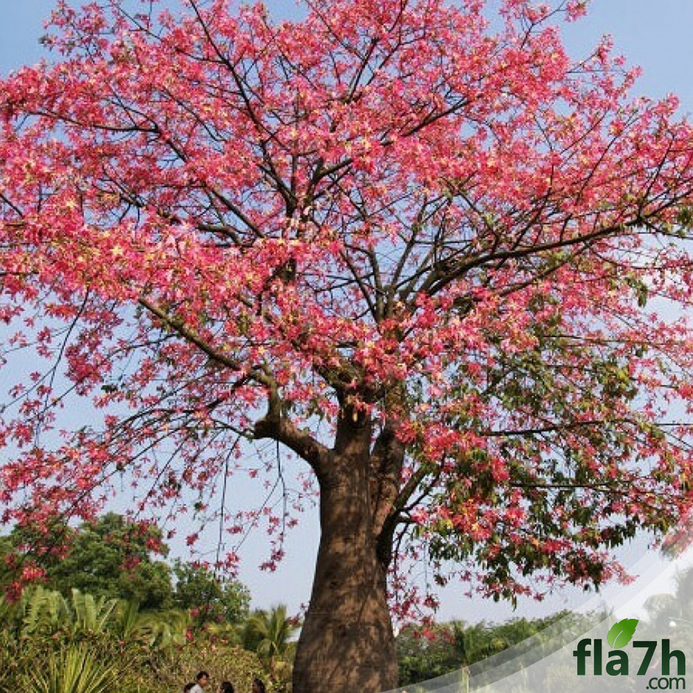 شجرة البومباكس 40 بذرة  - Bombax ceiba
