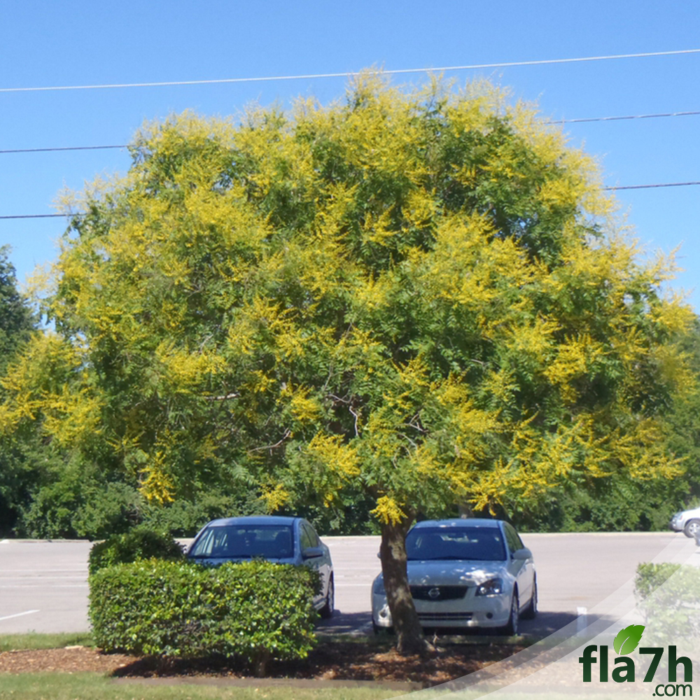 بذور شجرة المطر الذهبية - 30بذرة - Koelreuteria Paniculata