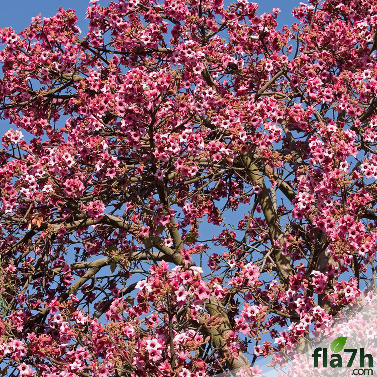 بذور استركوليا وردية - استركوليا لوريدا 40 بذرة - Brachychiton discolor