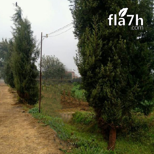 شجر السرو البلدي