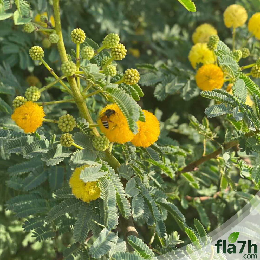 بذور السمر