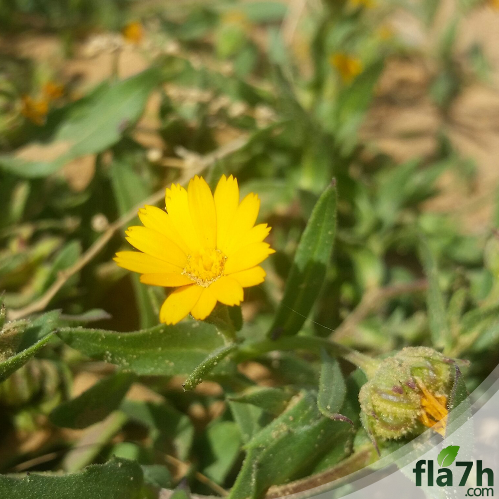 بذور الأذريون