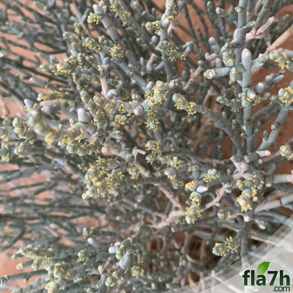 زهور العجرم