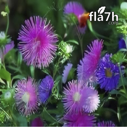 زهرة النجمة
