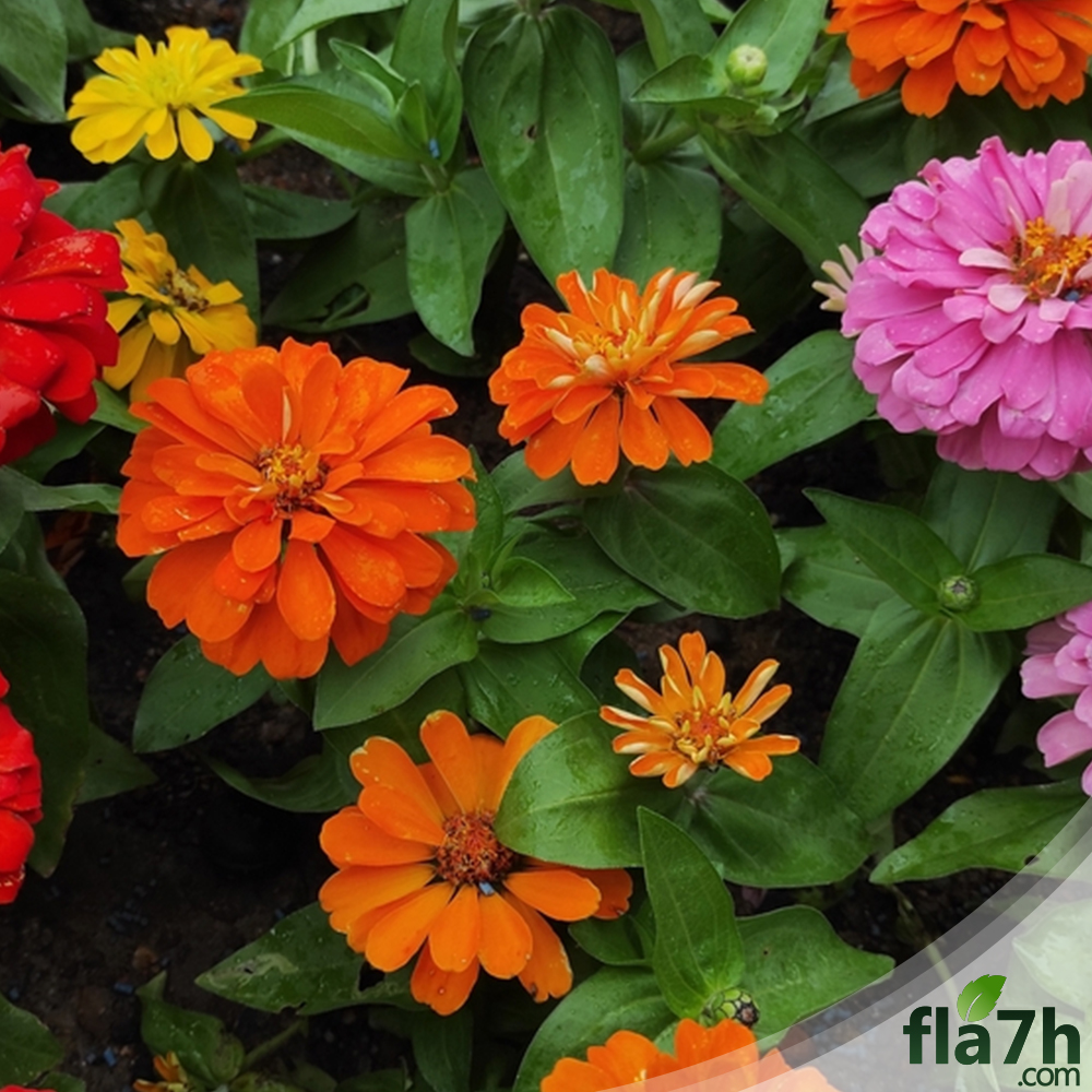 زهور الزينيا