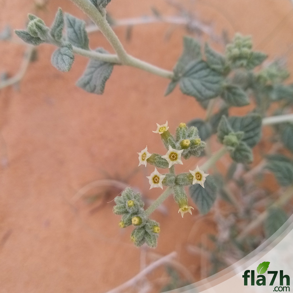 بذور نبات الكري 40 بذرة - Heliotropium digynum 