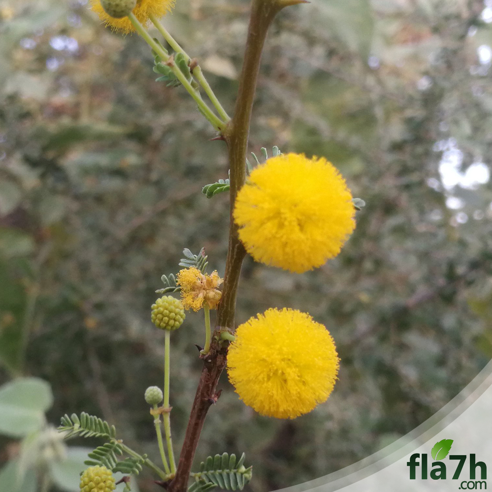 زهور شجرة السلم