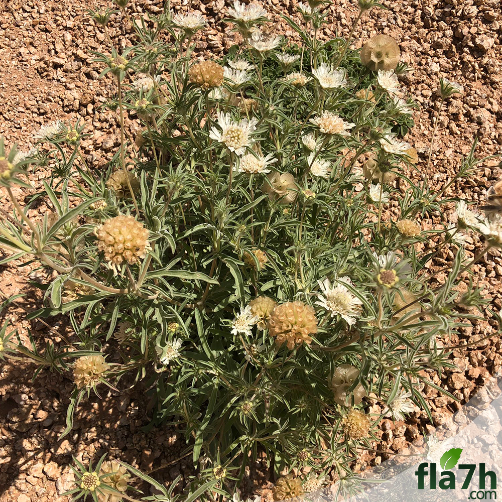 بذور أم قلاص
