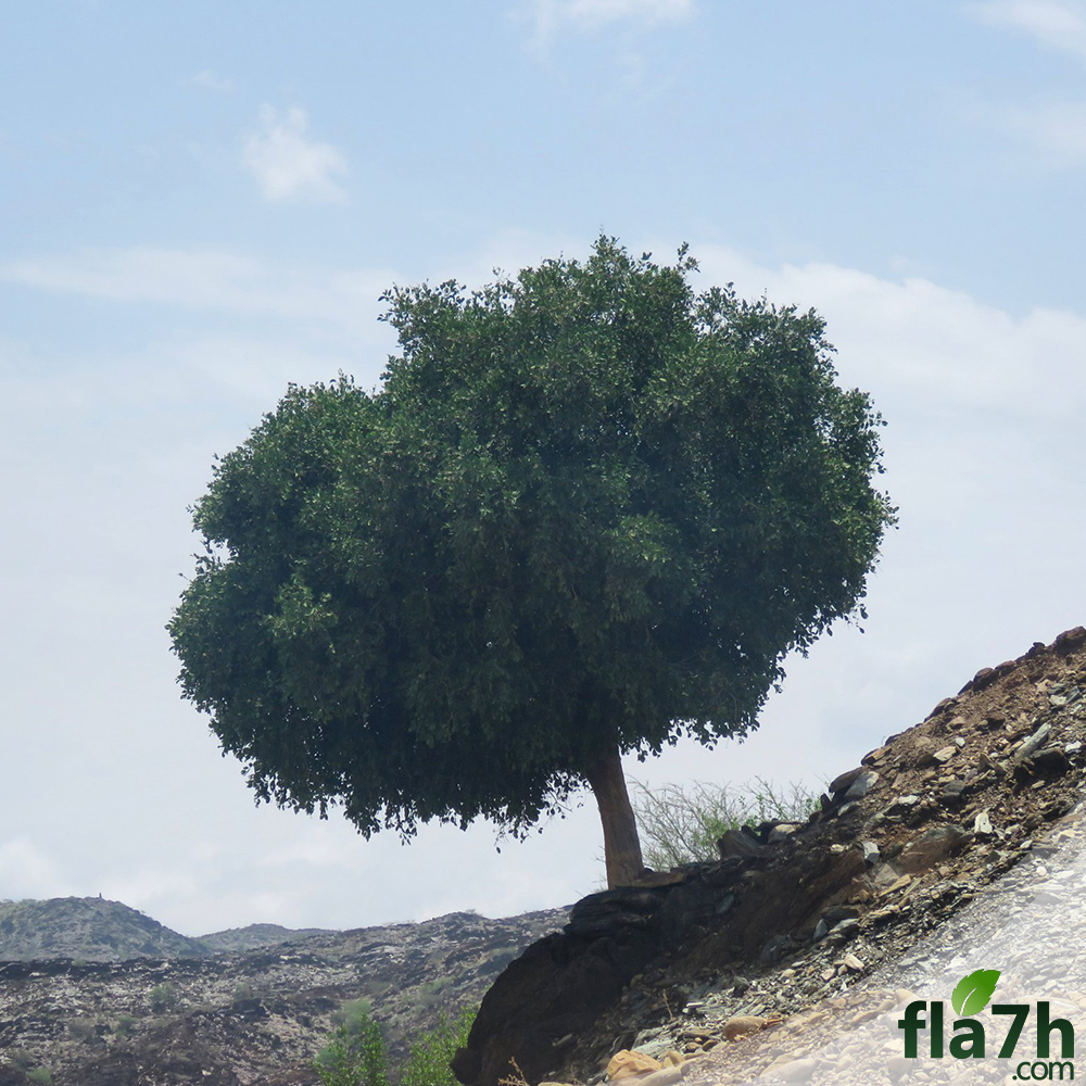 الضبر على الجبال
