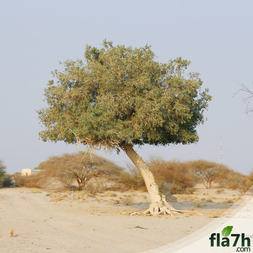 أشجار الضبر البرية