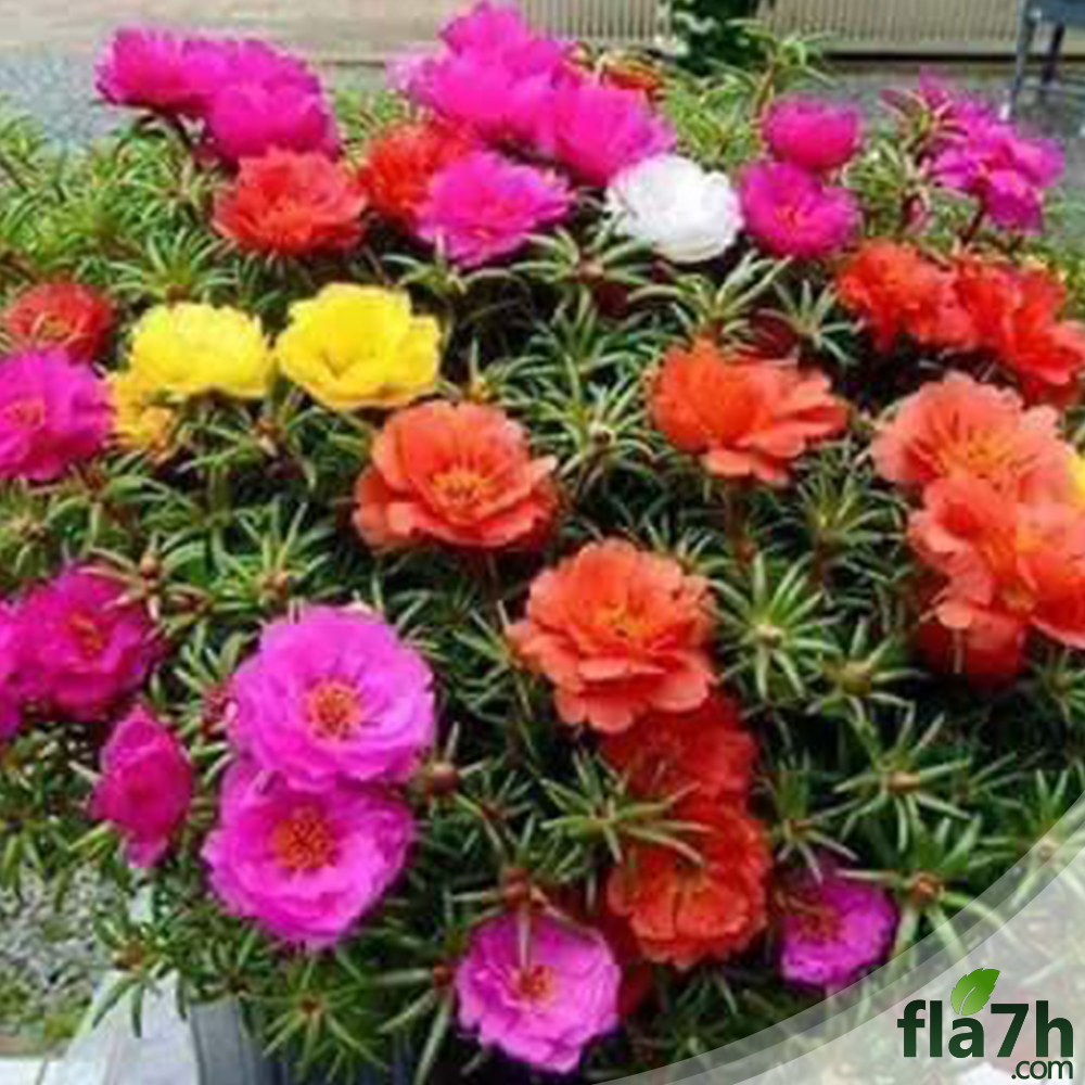 زهرة الرجلة