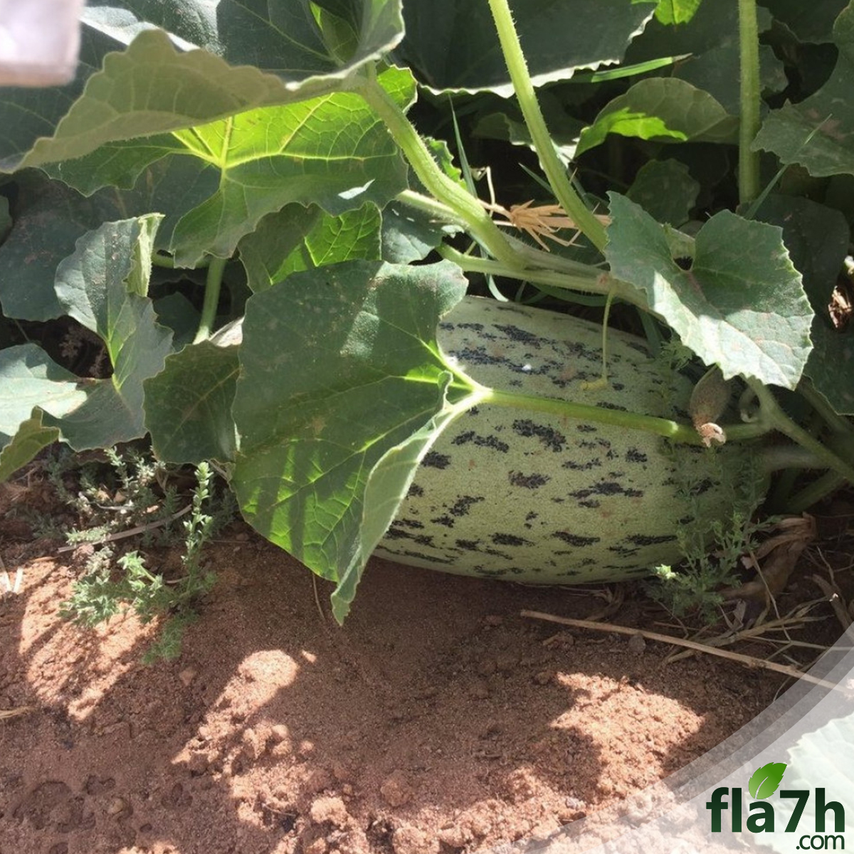 بذور الشمام الروسي 60 بذرة - Cucumis melo var