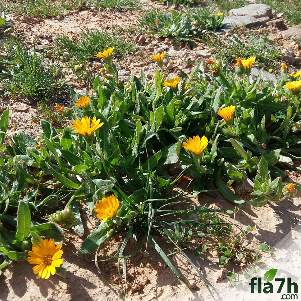 بذور الحنوة