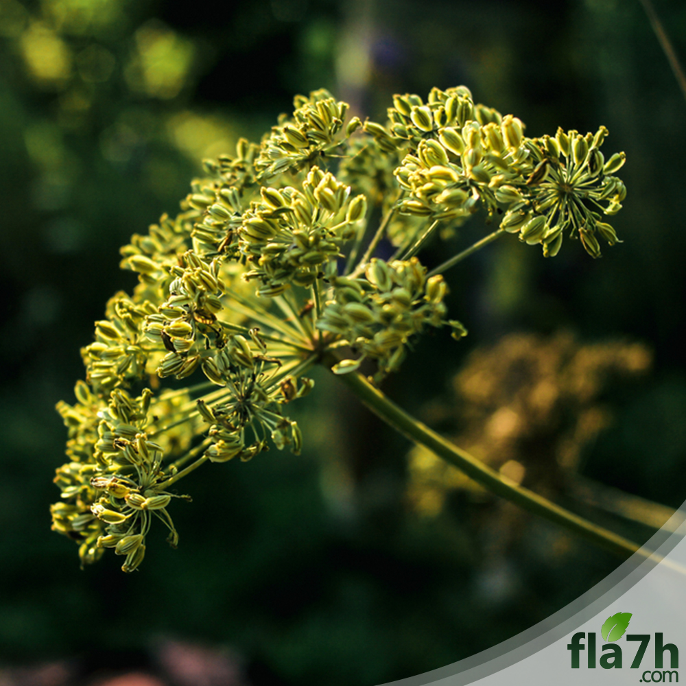 بذور اليانسون 1000 بذرة - Pimpinella anisum