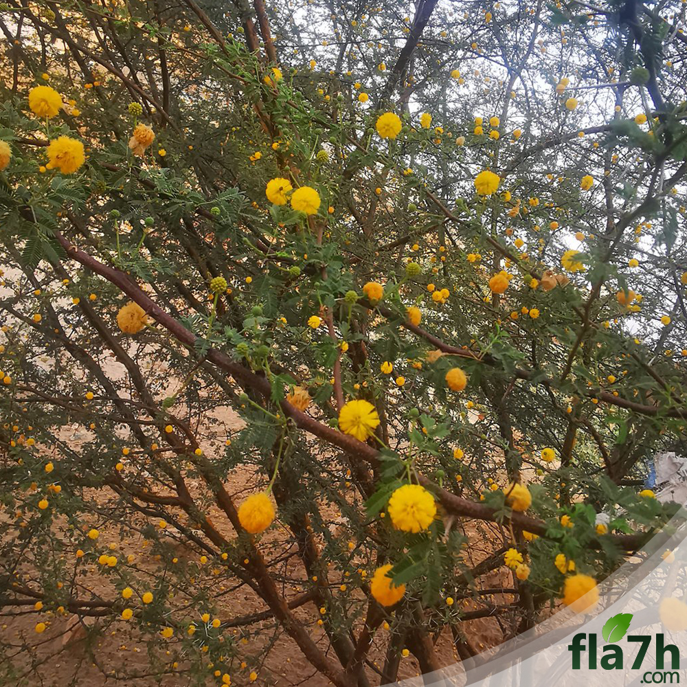 بذور شجرة السلم