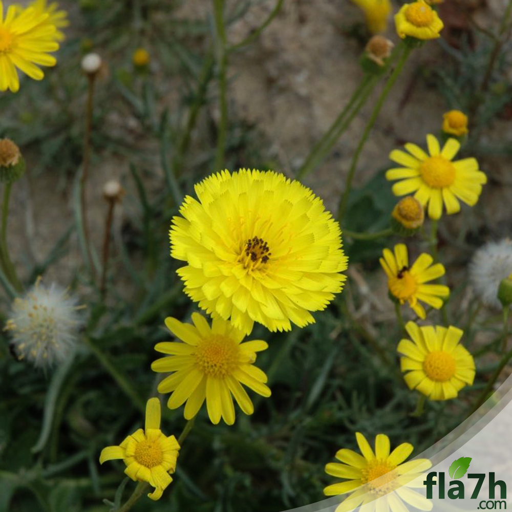 زهور الحوذان