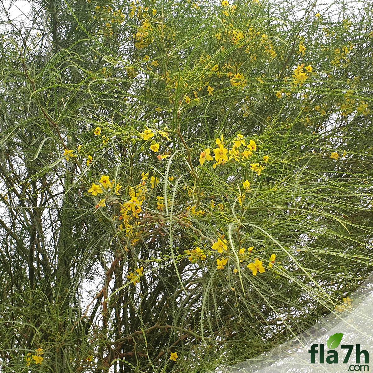 باركنسونيا