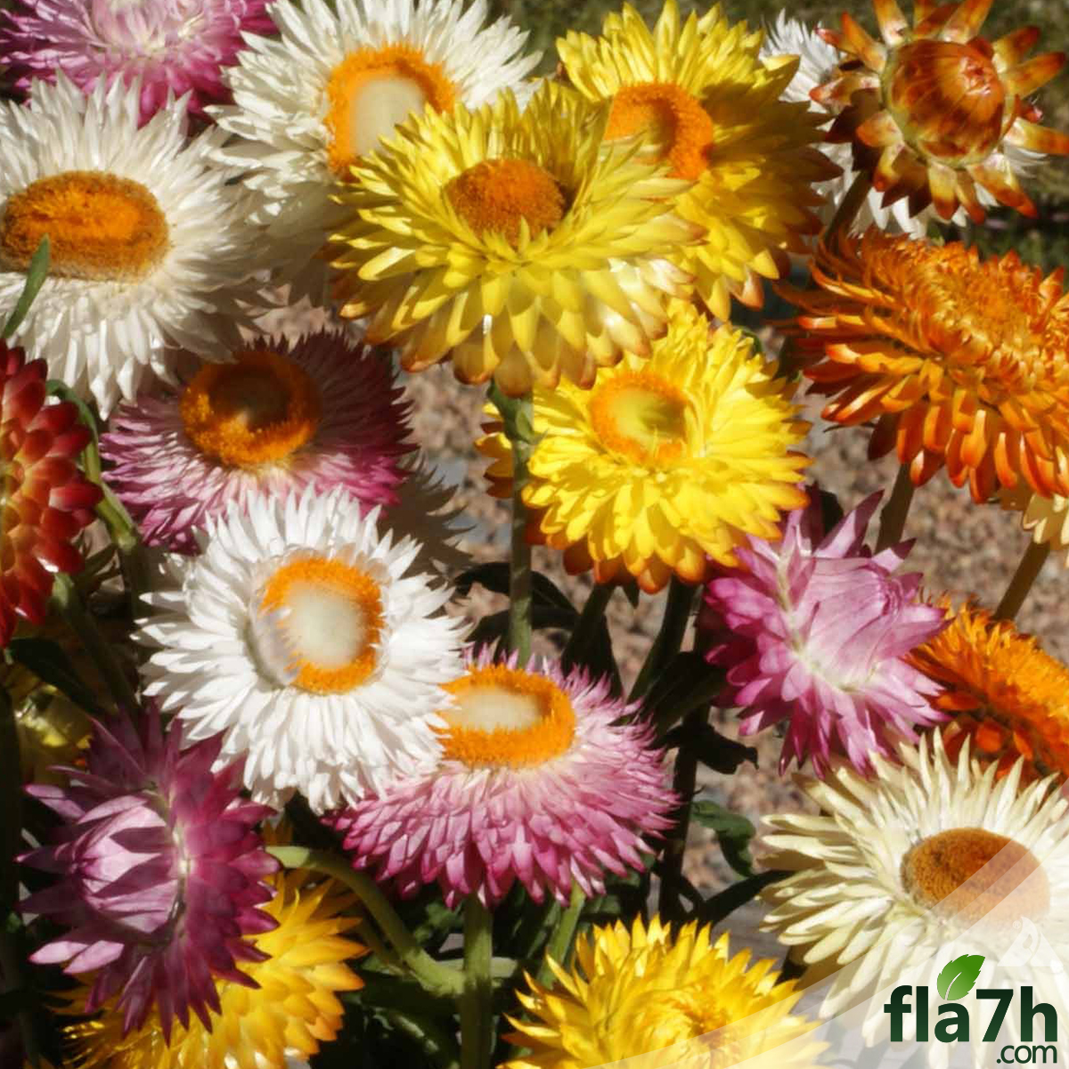 بذور زهرة الخلود ( هليكريزم مزدوجة ) 100 بذرة Helichrysum bracteatum