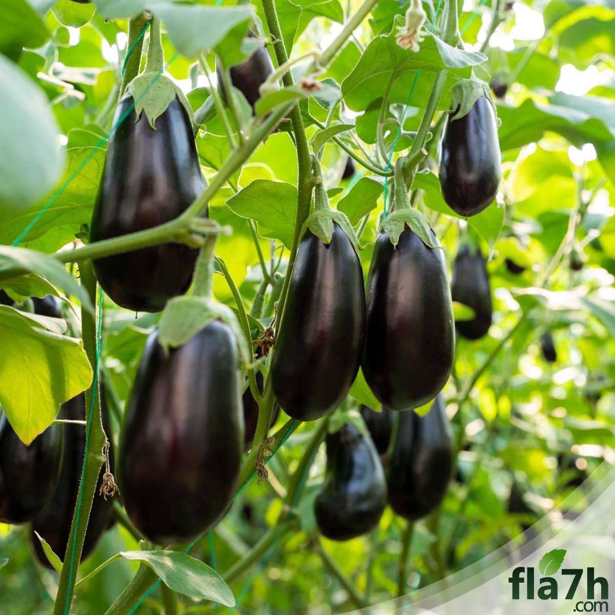 بذور الباذنجان