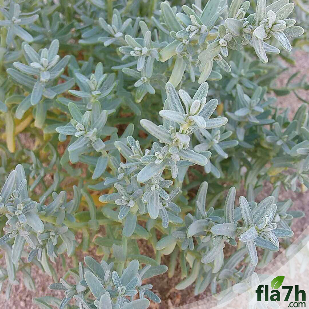 نبتة الطرطيع