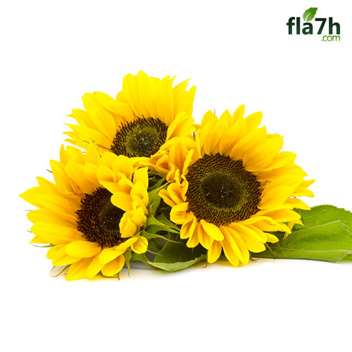 بذور دوار الشمس 60 بذرة - Helianthus annuus
