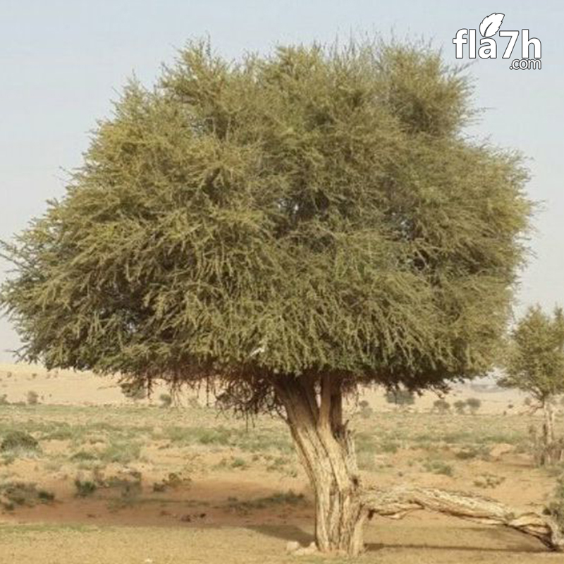 المرو
