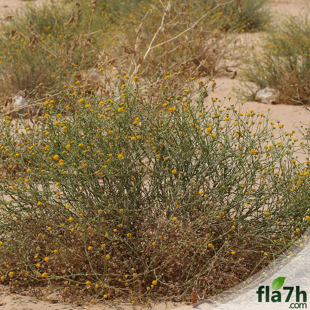 عشبة الجثجاث