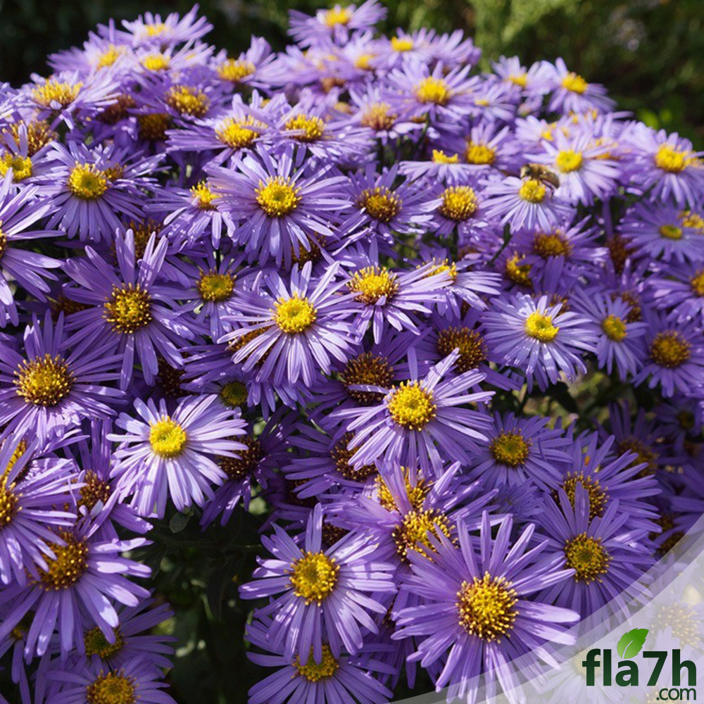 زهرة النجمة