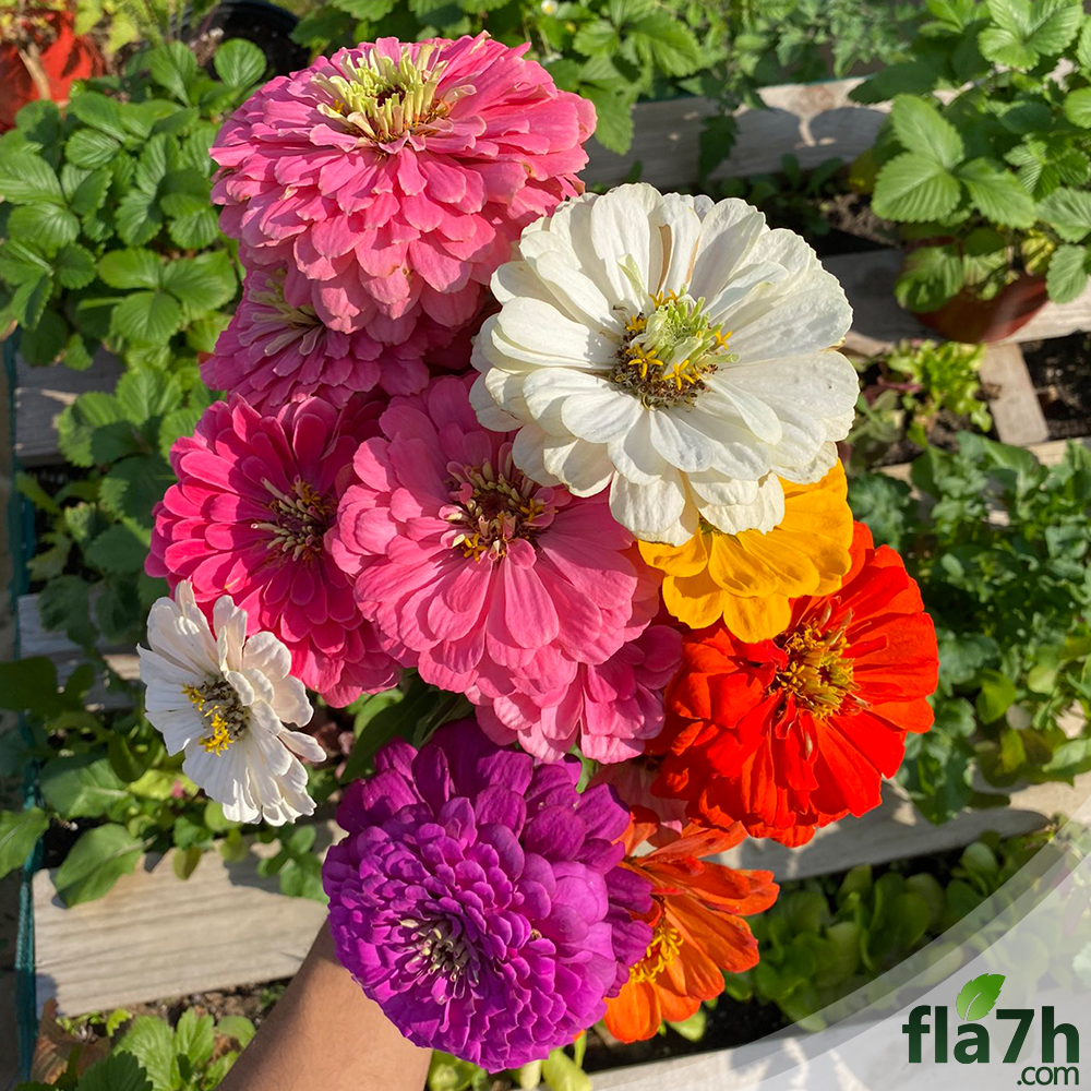 وصف زهور الزينيا