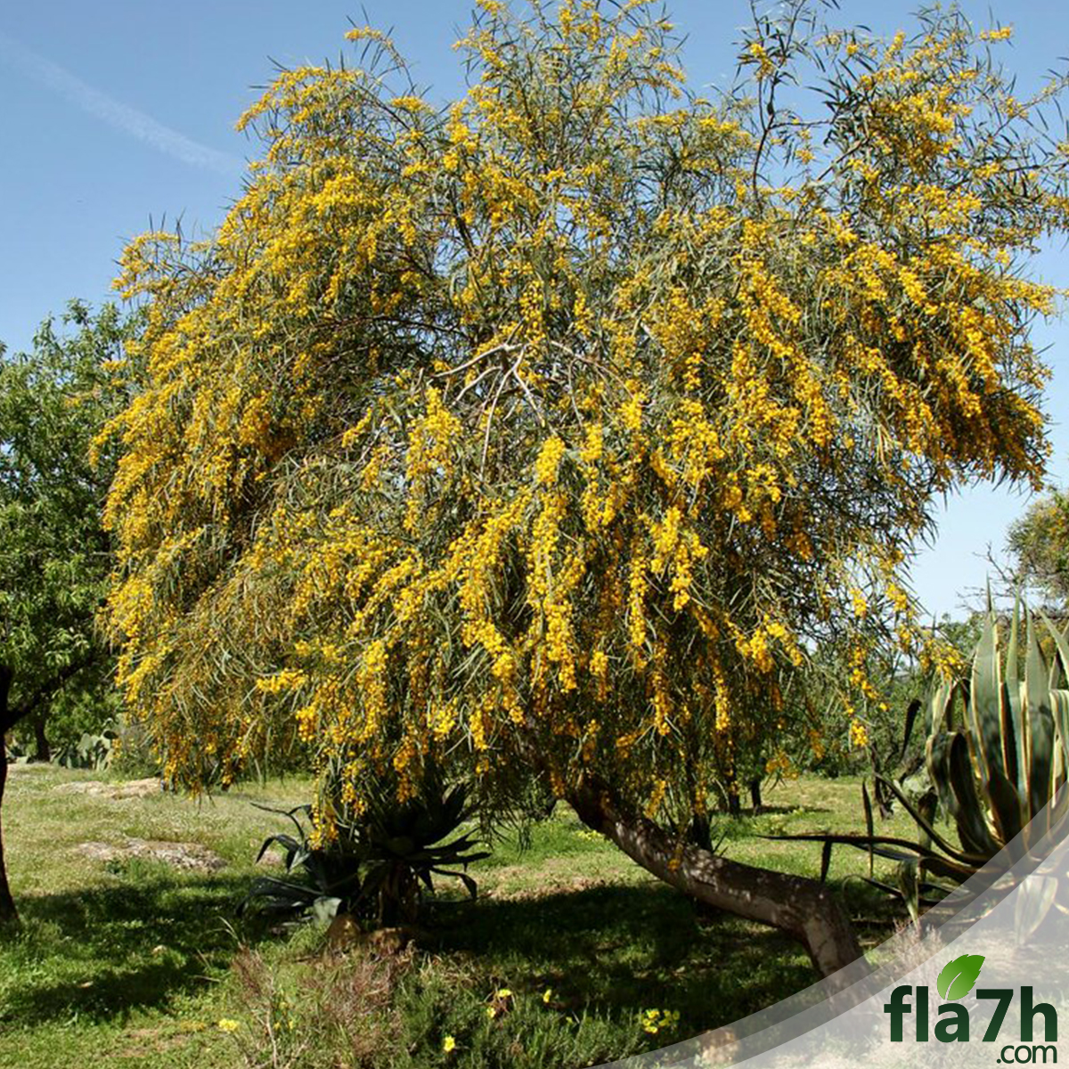40-acacia-saligna