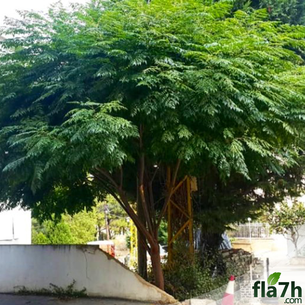 شجرة الزنزلخت