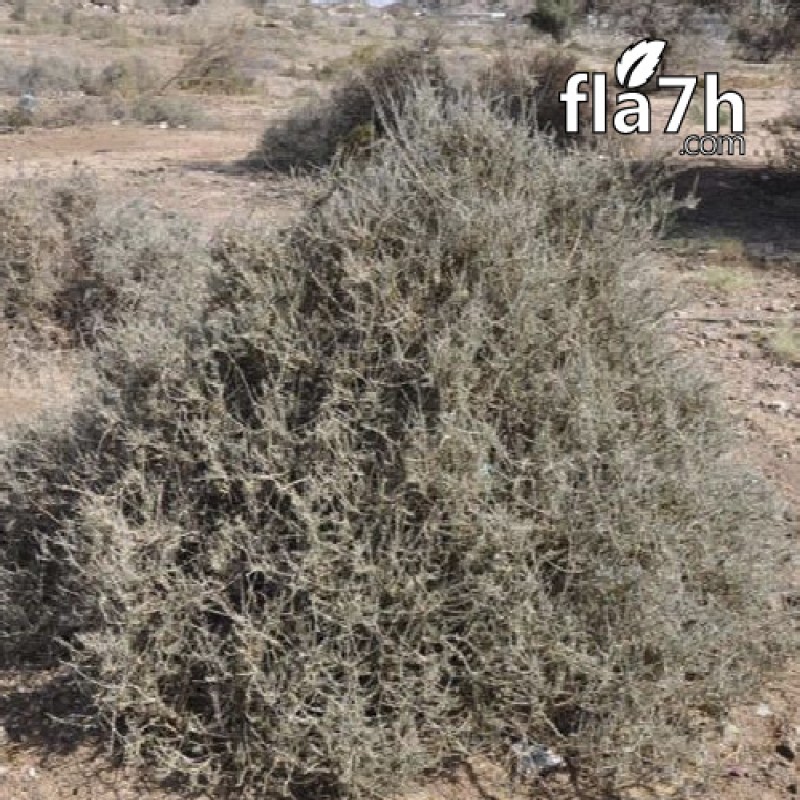 بذور نبات العراد 100 بذرة - Ancacia etbacia