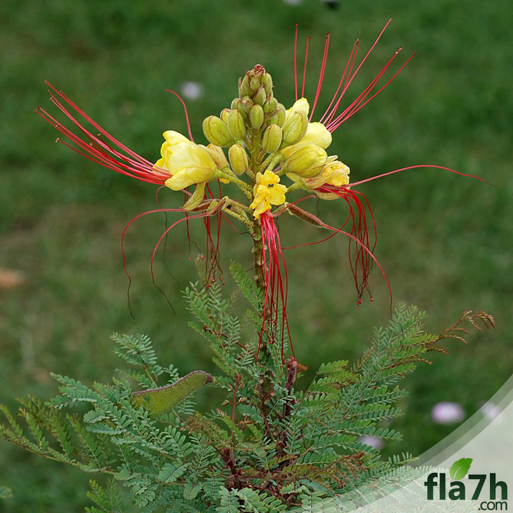 بذور سيسالبينيا أو زهرة الطاووس أحمر - 30 بذرة -  Caesalpinia gilliesii