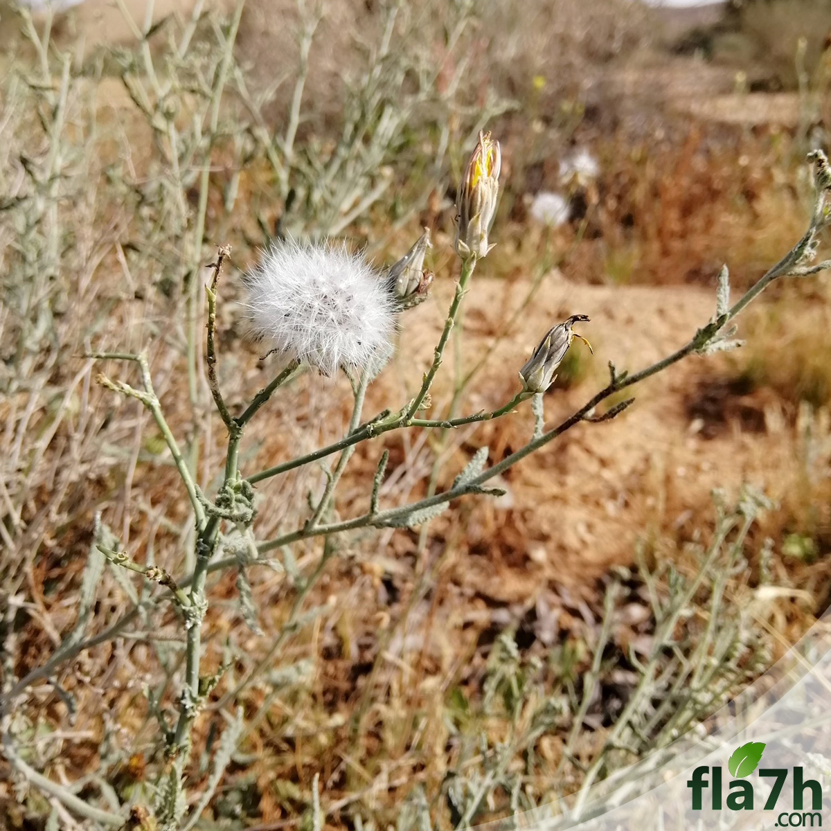 بذور نبات اليعضيد - العضيد- Urospermum