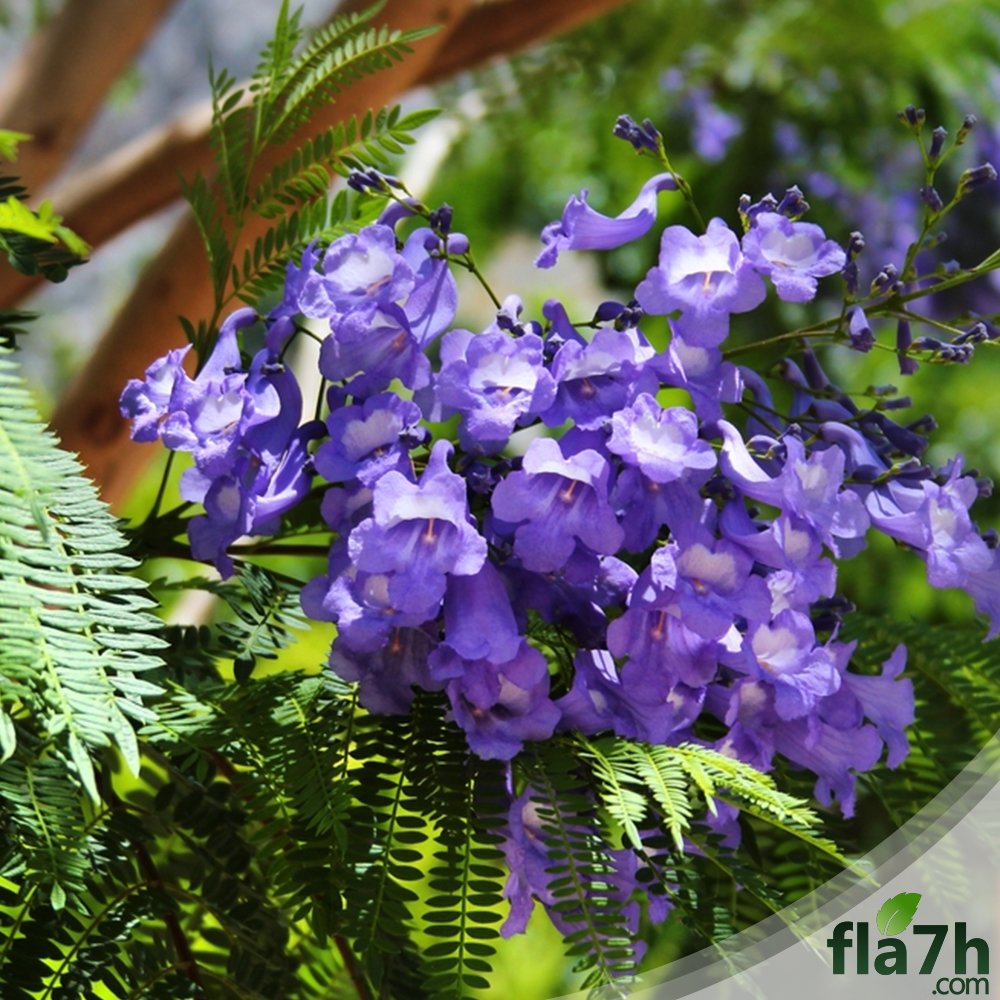 جاكرندا 35 بذرة  - Jacaranda