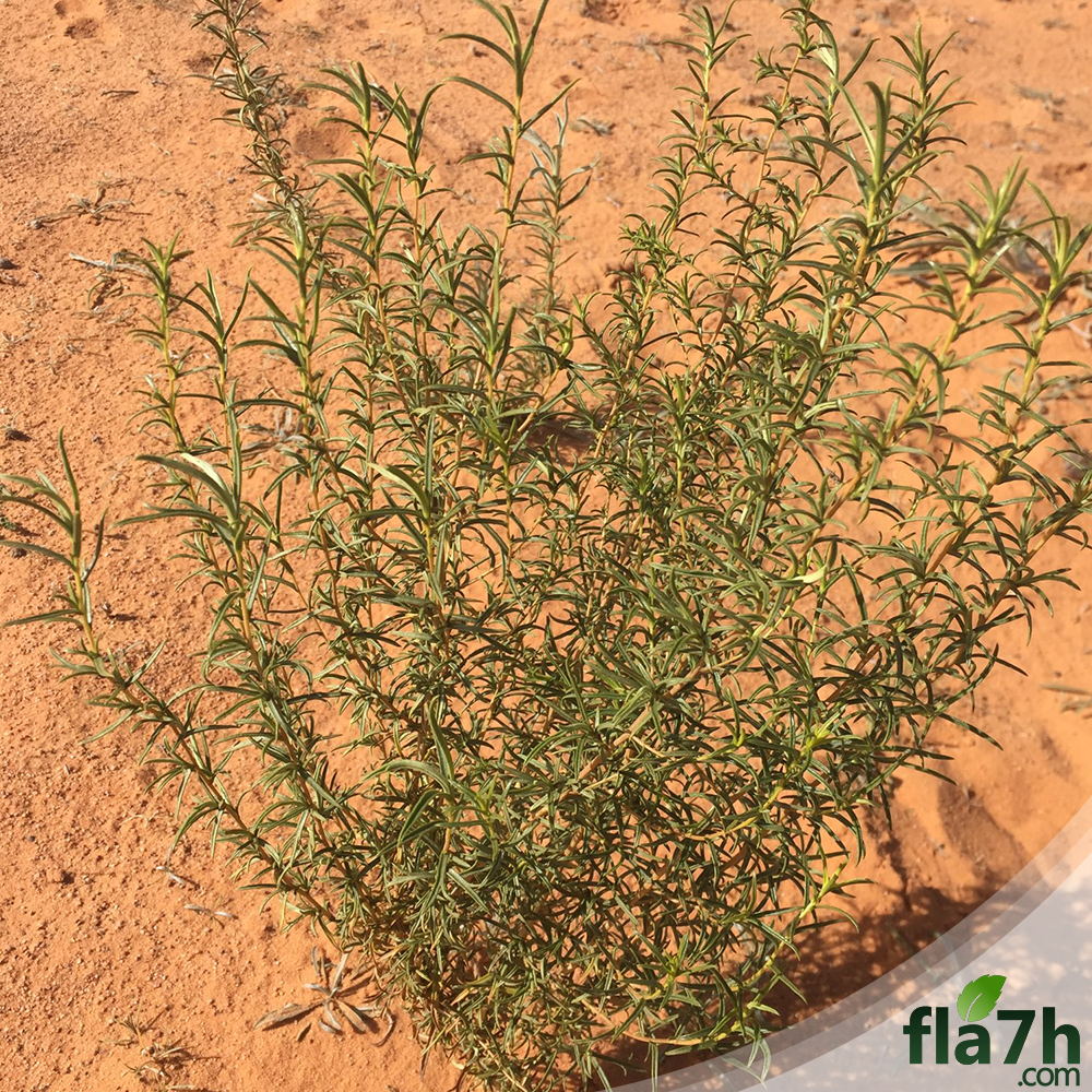بذور شجرة العاذر 60 بذرة - Artemisia monosperma