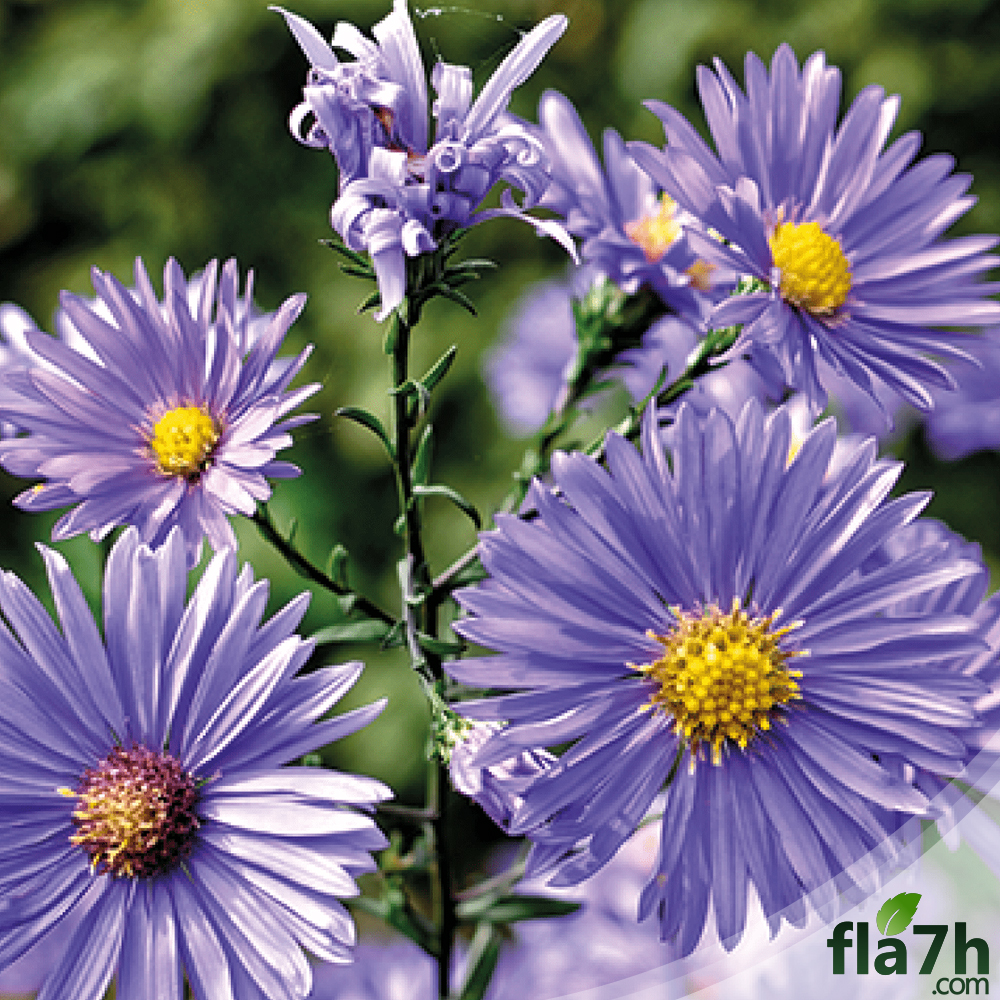زهرة Aster