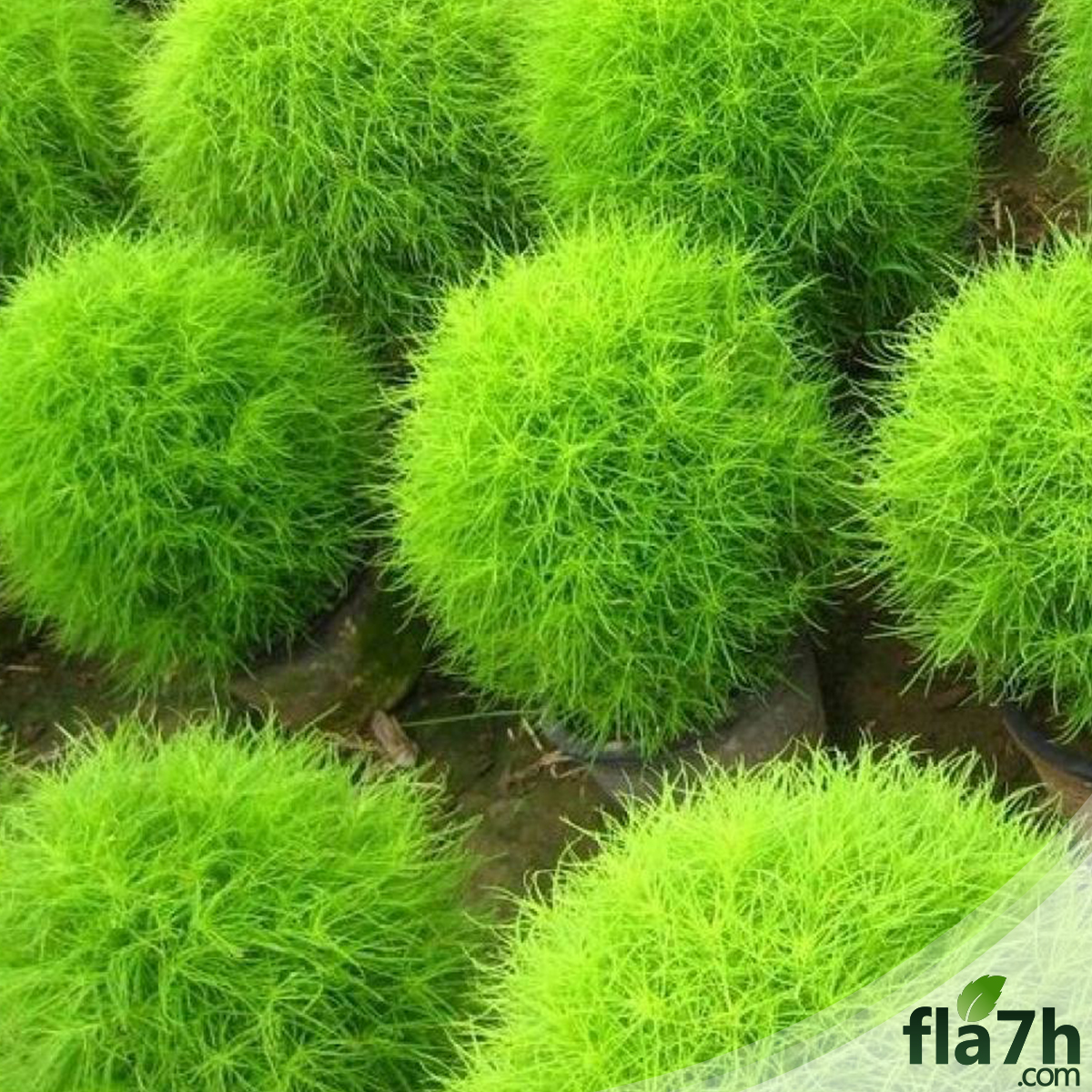 شجيرة الكوشيا