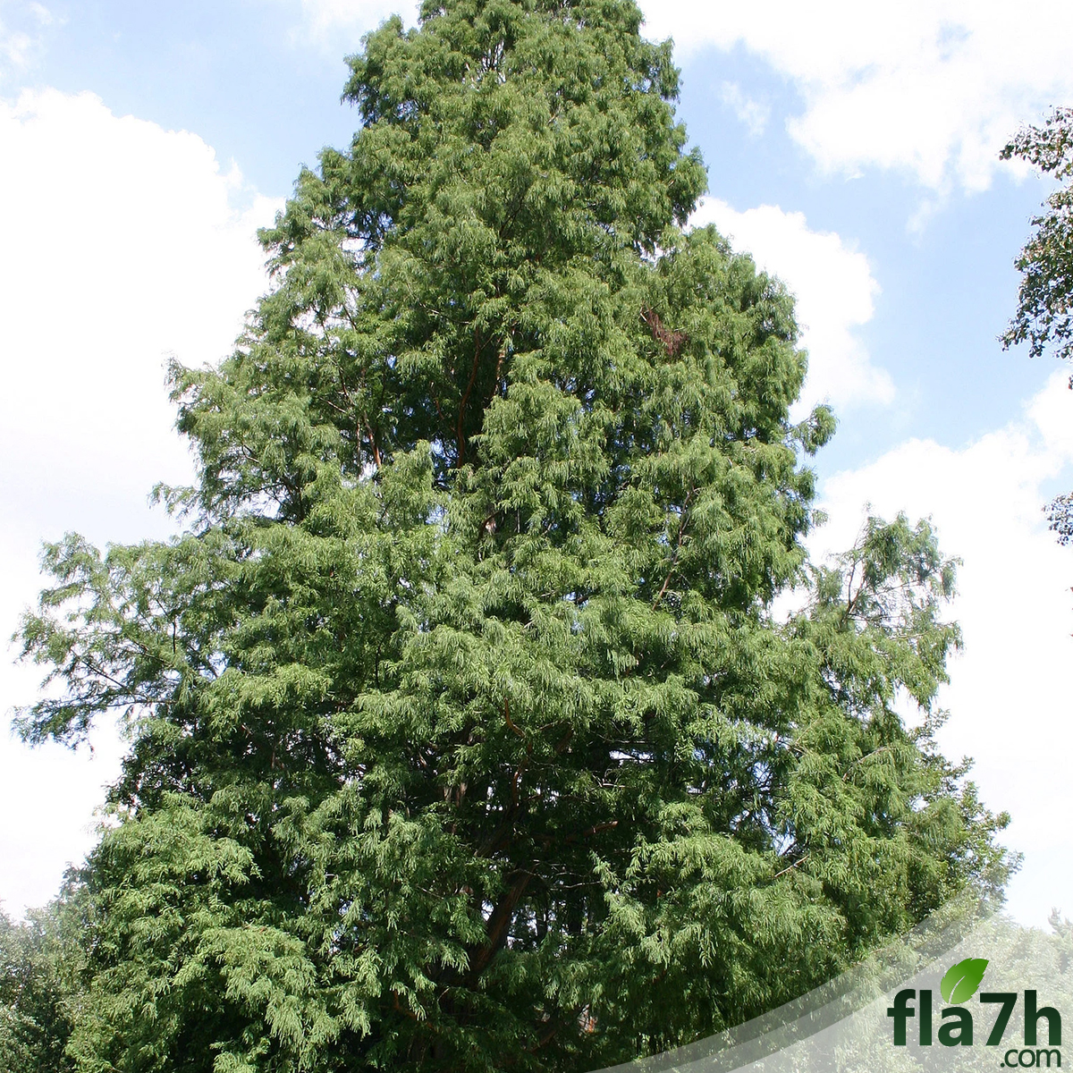 بذور شجرة تاكسوديوم - 40 بذرة - Taxodium Distichum