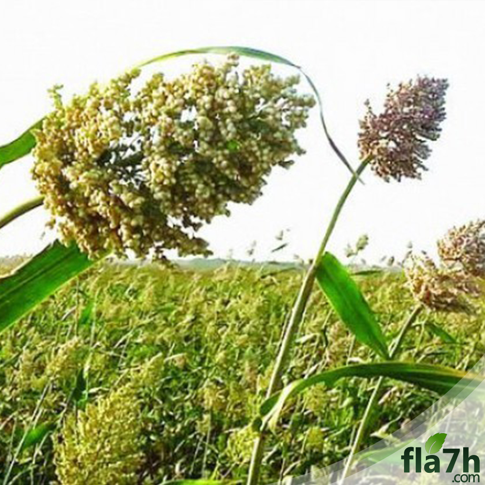 بذور الذرة الجيزانية