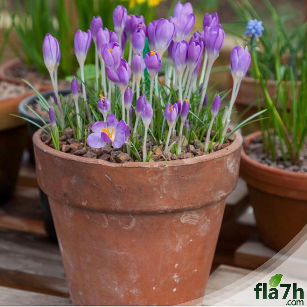 بصيلات الزعفران Crocus sativus