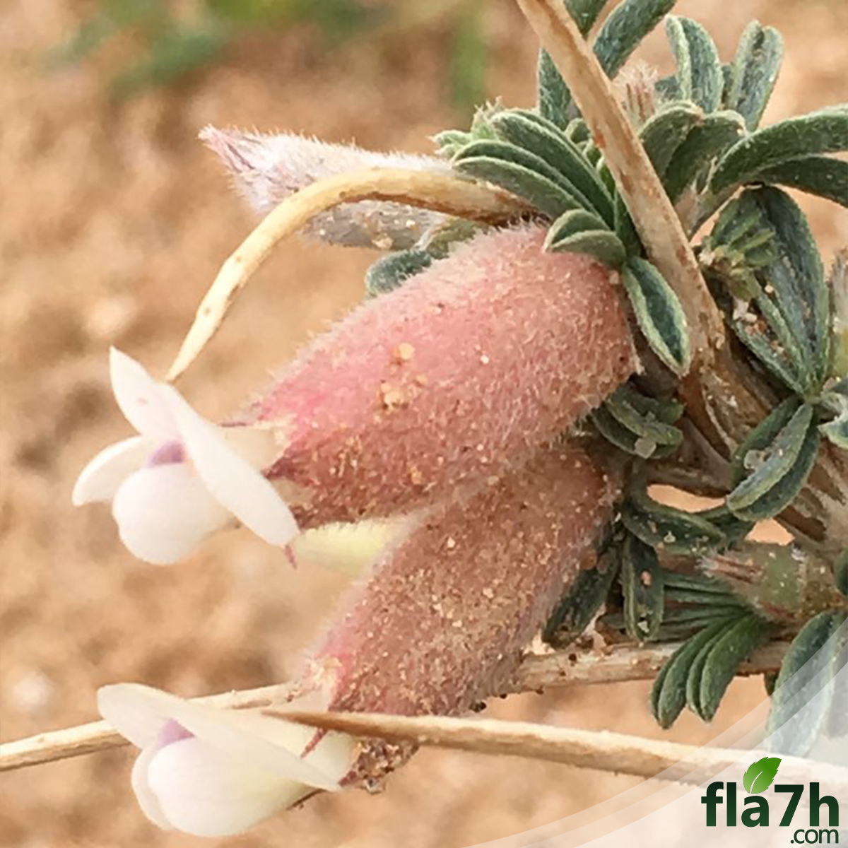 بذور عشبة القتاد -  10 أقماع - Astragalus Mollis