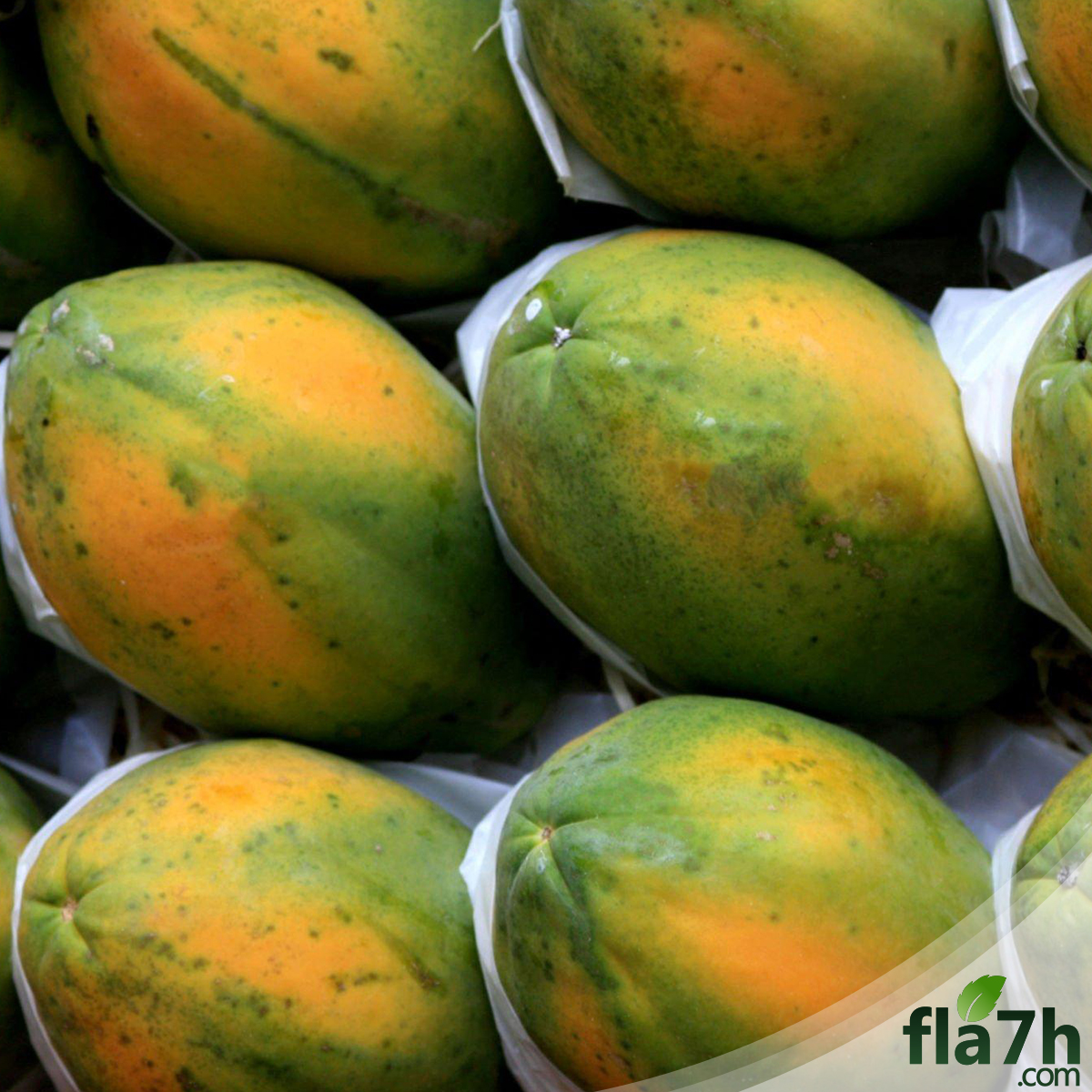 بذور البابايا الافريقية - 50 بذرة - papaya