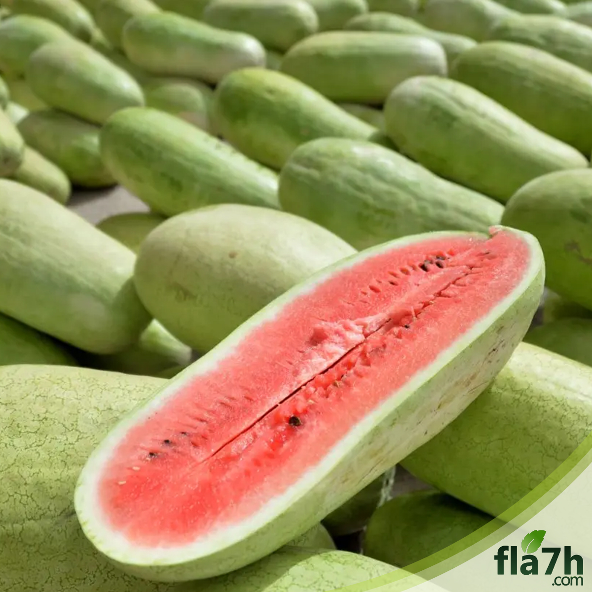 بذور البطيخ
