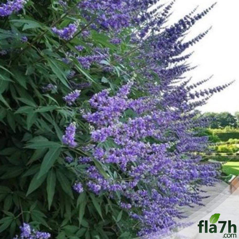 زهور كف مريم