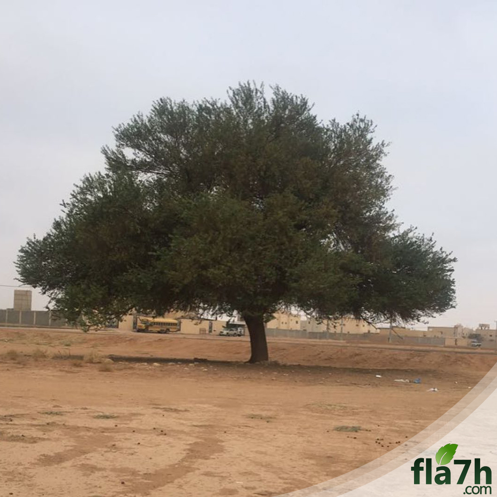 الطلح النجدي